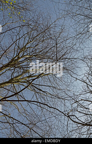 Blue Skies attraverso gli alberi a Emmetts Giardini in Kent Foto Stock