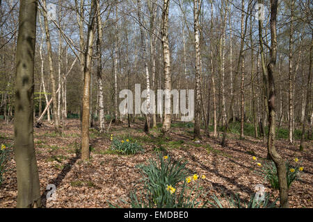 Una vista attraverso gli alberi e i narcisi a Emmetts Giardini in Kent Foto Stock