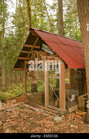 Buff Orpington e bloccate Plymouth Rock di polli all'interno di un costruiti a mano, non industriali coop di pollo in Issaquah, Washington, Stati Uniti d'America Foto Stock