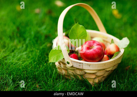 Mele biologiche in un cestello Foto Stock