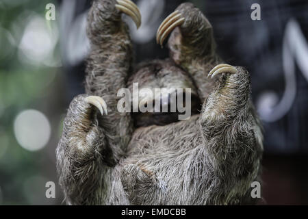 Bradypus,un molto lento animale nella giungla amazzonica Foto Stock