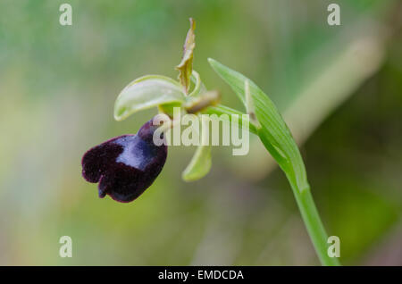 Wild Orchid, Ophrys atlantica, Atlas Orchid, Andalusia, Spagna meridionale. Foto Stock