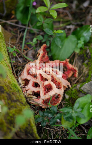 Fungo Clathrus ruber, tralicciati stinkhorn, basket stinkhorn, rosso gabbia, fungo, decadendo esemplare, Andalusia, Spagna. Foto Stock