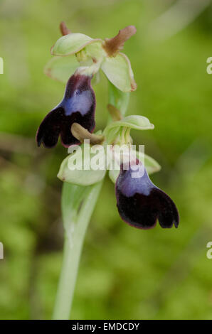 Wild Orchid, Ophrys atlantica, Atlas Orchid, Andalusia, Spagna meridionale. Foto Stock