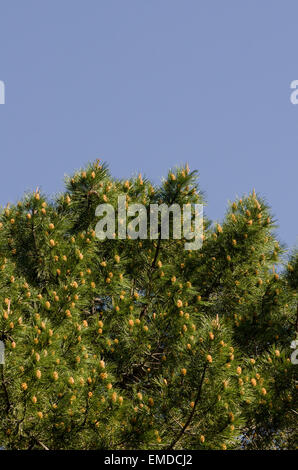 Pino di Aleppo, Pinus halepensis, fioritura in montagna, cielo blu, Andalusia, Spagna. Foto Stock