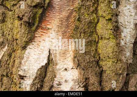 Macro shot di argento vecchio albero di betulla corteccia, Betula pendula Foto Stock