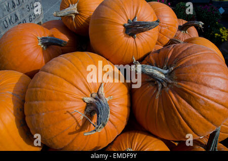 Un mucchio di zucche Foto Stock