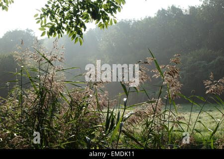 Comune, reed Fragmites communis, fioritura sulle rive del Kennet & Avon Canal su misty tarda mattinata estiva Foto Stock