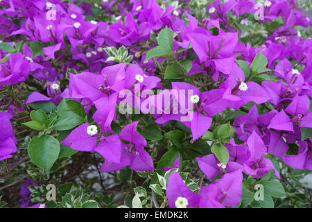 Fiori viola della bougainvillea glabra e alpinista ornamentali a Bangkok, Thailandia, Febbraio Foto Stock