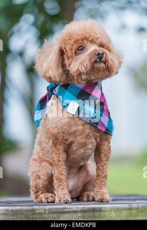 Cane barboncino sveglio Foto Stock