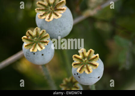 Fiore di papavero pod Foto Stock