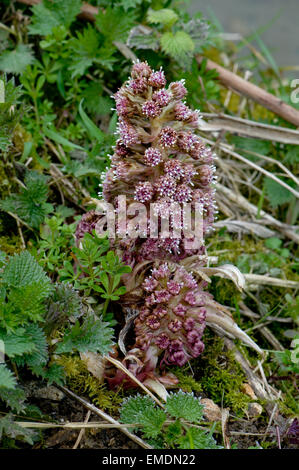 Butterbur, Petasites hybridus, fioritura sulla banca del Kennet and Avon Canal vicino a Hungerford in primavera Foto Stock