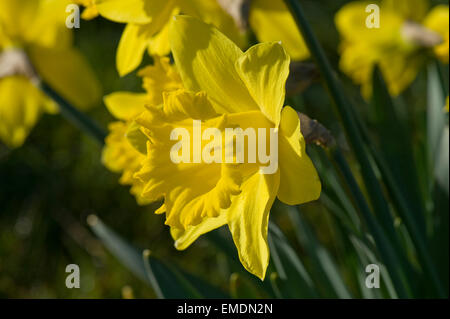 Corona gialla e tepals di un tipico daffodil fiore in Early Morning Light Foto Stock