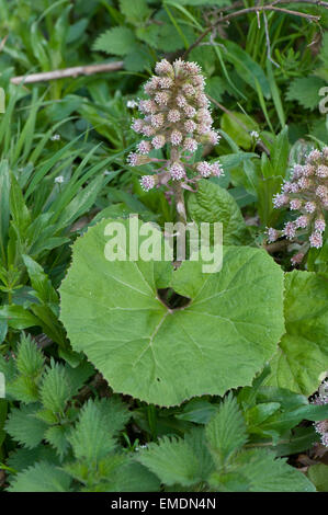 Butterbur, Petasites hybridus, fioritura sulla banca del Kennet and Avon Canal vicino a Hungerford in primavera Foto Stock