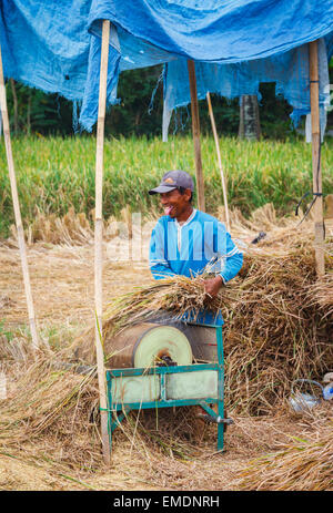 Uomo che lavora in un campo di riso nei pressi della città di Yogyakarta. Java. Indonesia asia. Foto Stock