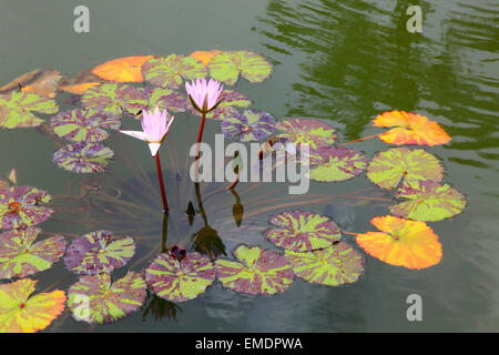 Hawaii Big Island, Hilo, lily pond, ninfee, Foto Stock