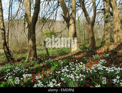 Snowdrops in una boscosa North Devon Valley Foto Stock