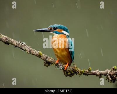 Common Kingfisher (Alcedo atthis),adulto seduto sul ramo in pioggia, DROITWICH, WORCESTERSHIRE, Inghilterra. Foto Stock