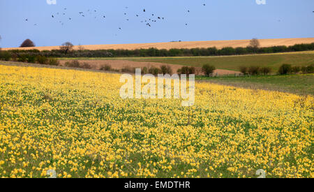 Ringstead, Norfolk, Inghilterra, Regno Unito. Xx Aprile 2015. Un campo pieno di cowslips nel sole primaverile in Norfolk. Credito: Stuart Aylmer/Alamy Live News Foto Stock
