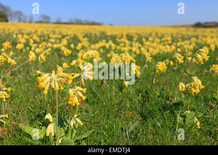 Ringstead, Norfolk, Inghilterra, Regno Unito. Xx Aprile 2015. Un campo pieno di cowslips nel sole primaverile in Norfolk. Credito: Stuart Aylmer/Alamy Live News Foto Stock