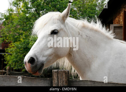 Primo piano di un bianco Pony cavallo. Pony guardando sopra la porta del corral Foto Stock