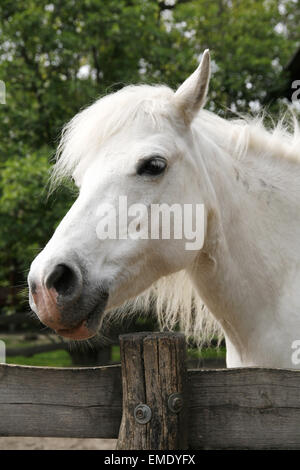 Primo piano di un bianco Pony cavallo. Pony guardando sopra la porta del corral Foto Stock