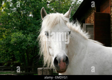 Primo piano di un bianco Pony cavallo. Pony guardando sopra la porta del corral Foto Stock