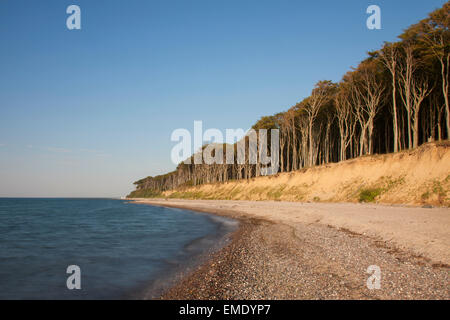 Faggi, sagomati da forti venti di mare, a Ghost legno / Gespensterwald lungo il Mar Baltico in spiaggia a Nienhagen, Germania Foto Stock