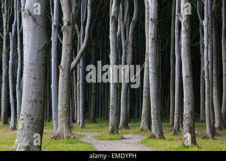 Faggi, sagomati da forti venti di mare, a Ghost legno / Gespensterwald lungo il Mar Baltico in spiaggia a Nienhagen, Germania Foto Stock