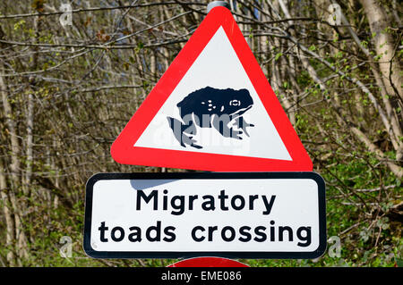 Un cartello stradale avvisa i conducenti a diffidare dei rospi migratori che attraversano la strada. In Shirebrook, Nottinghamshire, Inghilterra. Il 20 aprile Foto Stock