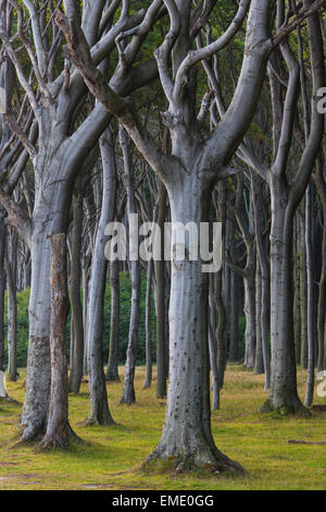 Faggi, sagomati da forti venti di mare, a Ghost legno / Gespensterwald lungo il Mar Baltico in spiaggia a Nienhagen, Germania Foto Stock