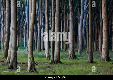 Faggi, sagomati da forti venti di mare, a Ghost legno / Gespensterwald lungo il Mar Baltico in spiaggia a Nienhagen, Germania Foto Stock