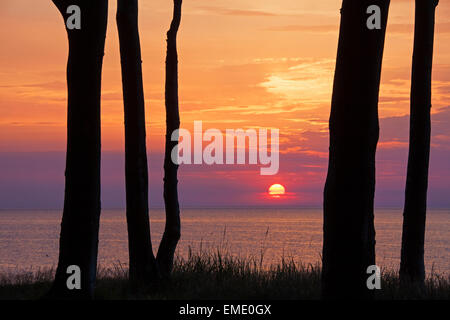 Tramonto sul Mar Baltico visto attraverso stagliano faggi a Ghost legno / Gespensterwald a Nienhagen, Germania Foto Stock