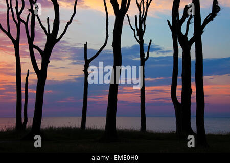 Tramonto sul Mar Baltico visto attraverso stagliano faggi a Ghost legno / Gespensterwald a Nienhagen, Germania Foto Stock