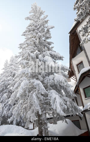 Abete coperto di neve su una montagna invernale accanto o accanto alle case di legno o capanne capanne sulla chiara giornata di sole Foto Stock
