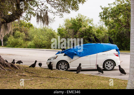 Tarps collocato al di sopra dei veicoli al Royal Palm Centro visitatori in Everglades della Florida li protegge da danni vulture. Foto Stock