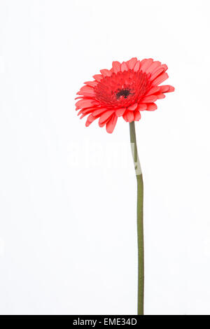 Rosso fiore di gerbera isolati su sfondo bianco Foto Stock