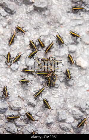 Gruppo di gomma orientale cavallette (Romalea microptera) presso il pa-hay-okee si affacciano nella Florida Everglades National Park. Foto Stock