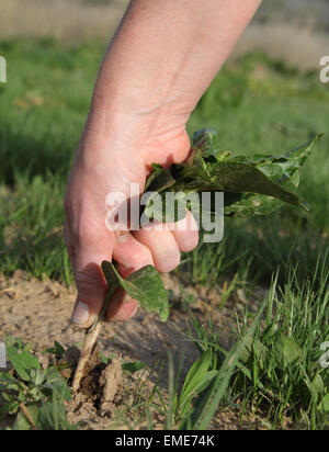 La donna la mano tirando un erbaccia di grandi dimensioni Foto Stock