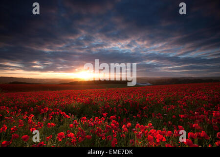 I campi di papavero al tramonto, South Downs Brighton con la Amex Stadium all'orizzonte Foto Stock