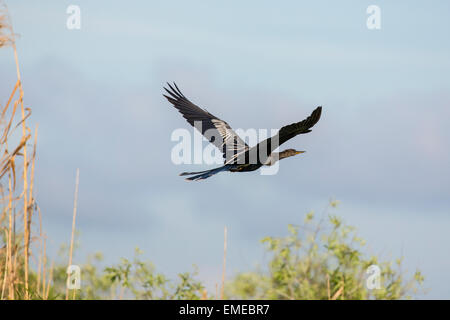 Flying Anhinga o American darter (Anhinga anhinga) in Florida Everglades National Park, Stati Uniti d'America. Foto Stock