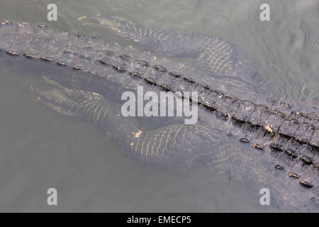 Il coccodrillo americano (Alligator mississippiensis) lungo il sentiero Anahinga nel parco nazionale delle Everglades, Florida, Stati Uniti d'America. Foto Stock