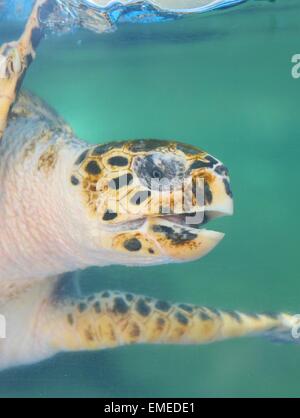 Tartaruga (hawksbill SEA TURTLE) sott'acqua Foto Stock