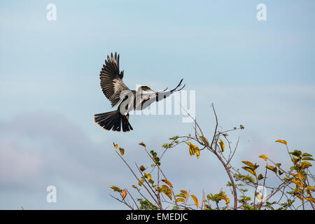 Flying Anhinga o American darter (Anhinga anhinga) in Florida Everglades National Park, Stati Uniti d'America. Foto Stock