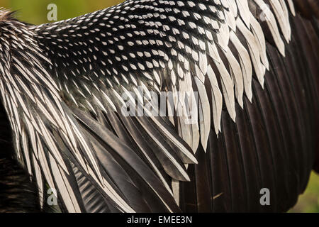 Ali di essiccazione di un Anhinga o American darter (Anhinga anhinga) in Florida Everglades National Park, Stati Uniti d'America. Foto Stock