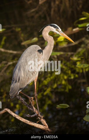 Airone blu (Ardea erodiade), Florida Everglades National Park, Stati Uniti d'America. Foto Stock