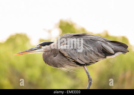 Airone blu (Ardea erodiade), Florida Everglades National Park, Stati Uniti d'America. Foto Stock