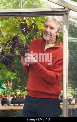 Uomo maturo la coltivazione di uva in serra Foto Stock