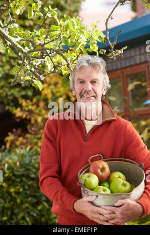 Uomo maturo la raccolta di mele da albero in giardino Foto Stock