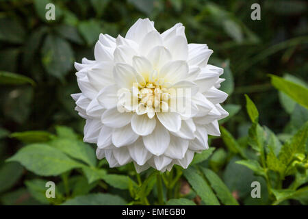 La brillante fiore bianco testa di un "bianco" di balletto Dahlia Foto Stock